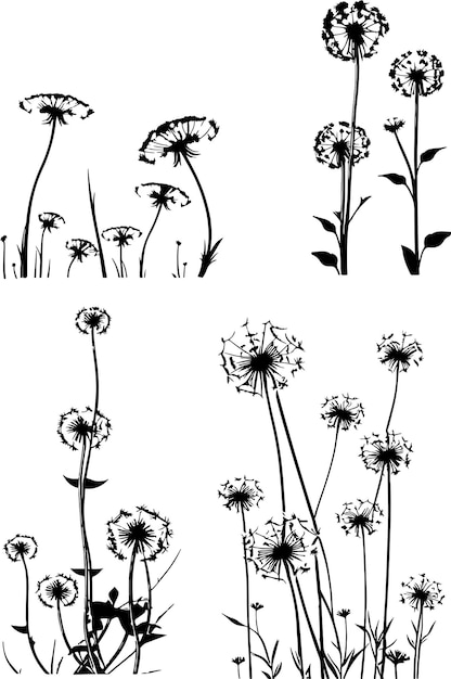 Dandelions and flowers on a white background.