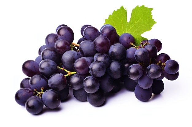 Vector dark blue grape isolated on white background