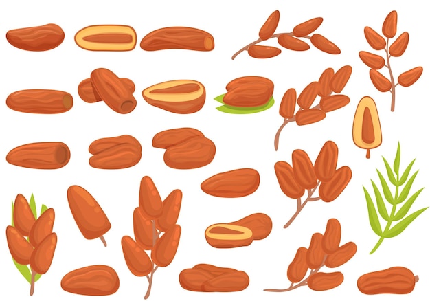 Date fruit icons set cartoon vector Leaf food