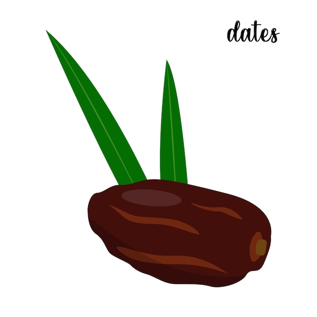 Dates fruit vector illustration