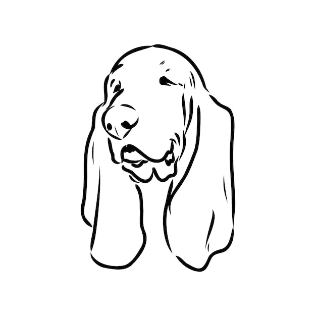 Decorative contour portrait of standing in profile Basset Hound vector isolated illustration