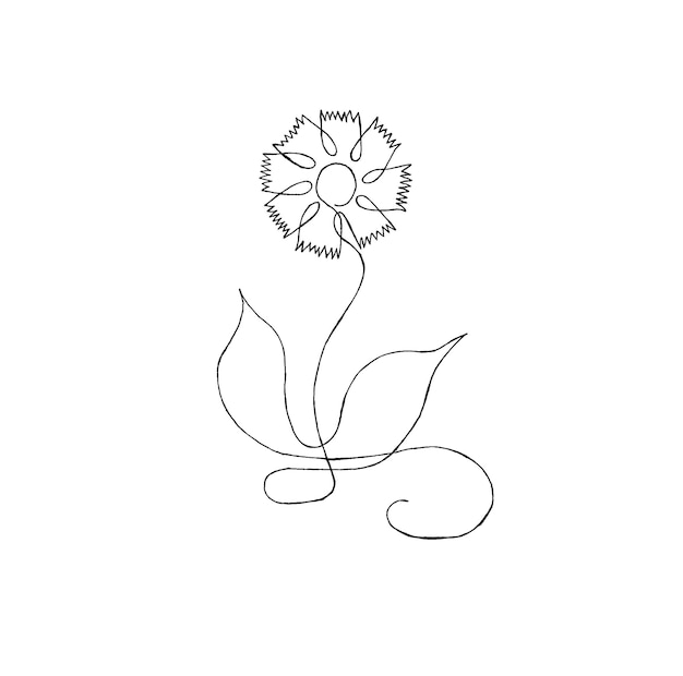 Decorative cornflower isolated on white Flower linear art Centaurea Botanical Black Sketch for Design Herbal Tea Natural cosmetics Medicine