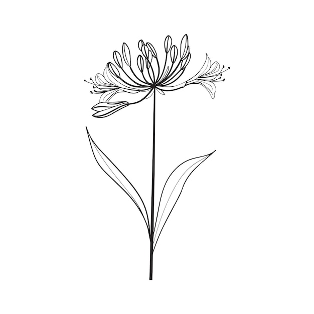 Vector decorative floral clipart flower line art vector illustration in black and white