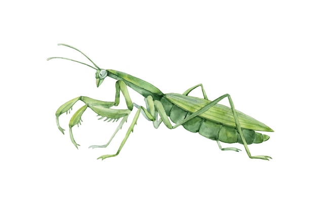 Decorative green mantis.  A voracious insect. Traced watercolor.