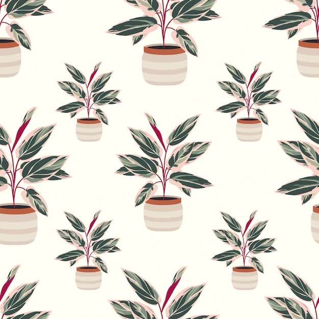 Decorative house plant calathea seamless pattern