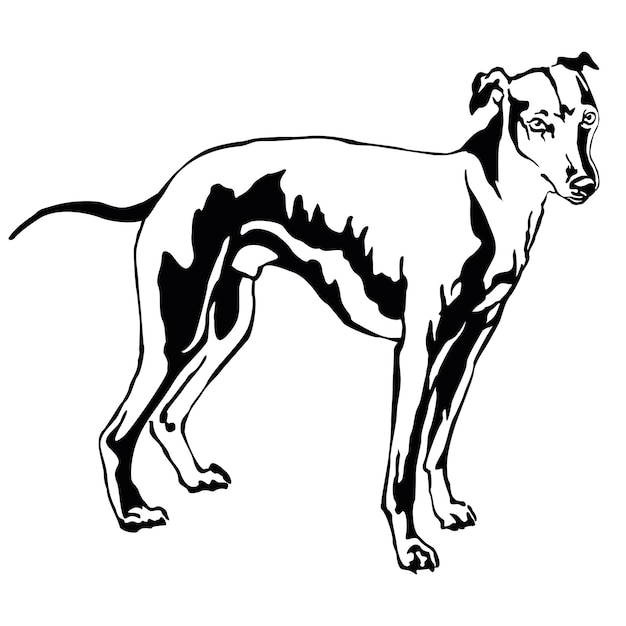 Decorative portrait of standing in profile dog Whippet (Sight hound), vector isolated illustration in black color on white background