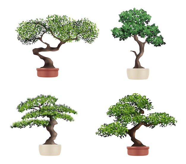 Decorative tree bonsai Realistic botanical japanese plants nature grown beautiful elderly tree decent vector bonsai