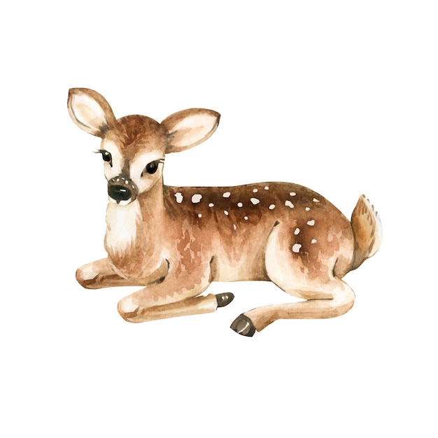 deer cub watercolor illustration, hand painted .