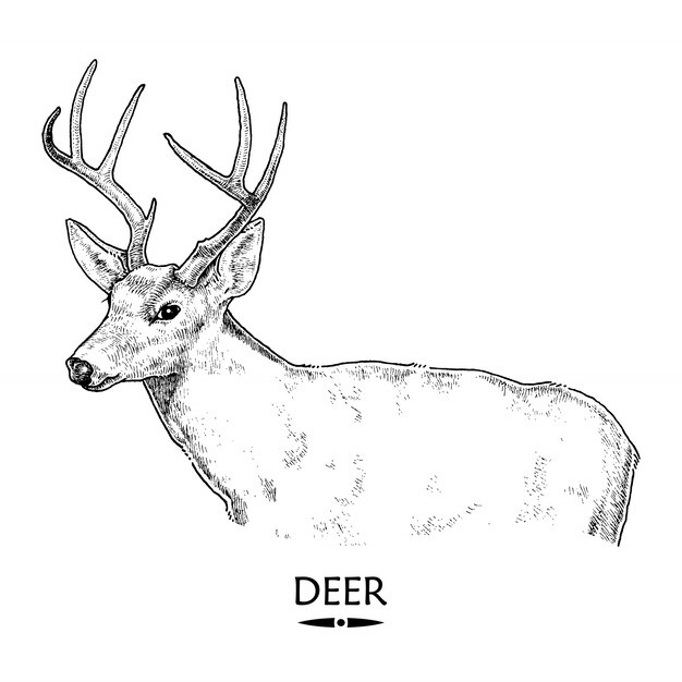 Vector deer , hand drawn illustration