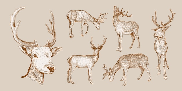 Vector deer hand drawn sketch set 14