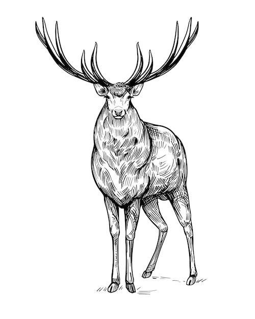 Deer sketch Hand drawn illustration converted to vector Black on transparent background