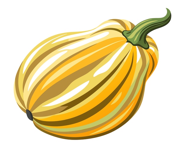 Vector delicata squash vector illustration on white background