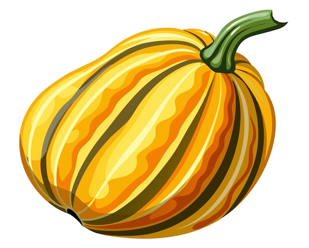 Vector delicata squash vector illustration on white background