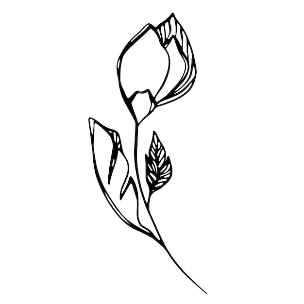 Delicate black and white sketch of a spring flower Vector illustration in hand drawn style