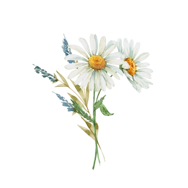 Delicate bouquet with white chamomile flowers watercolor illustration, hand painted