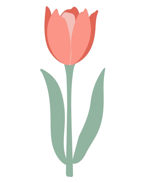 Delicate single tulip vector illustration