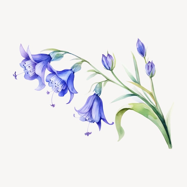 Delicate watercolor bluebell flowers