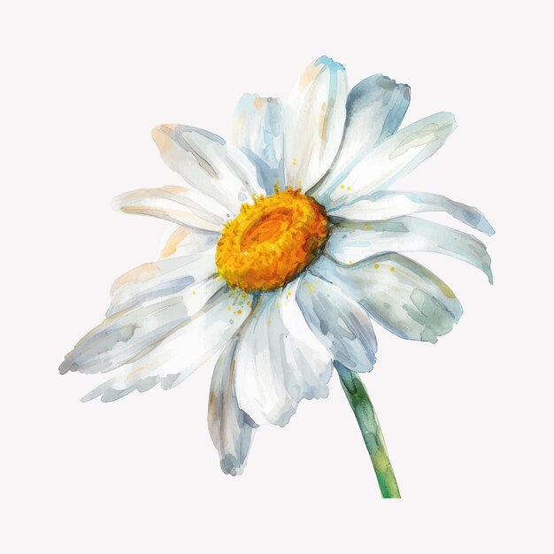 Vector delicate watercolor daisy illustration