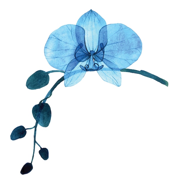 delicate watercolor illustration. blue transparent flowers, buds and leaves of the orchid