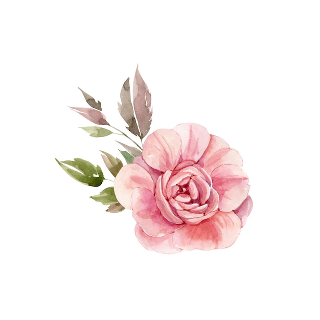 delicate watercolor rose flower hand painted for postcards and design