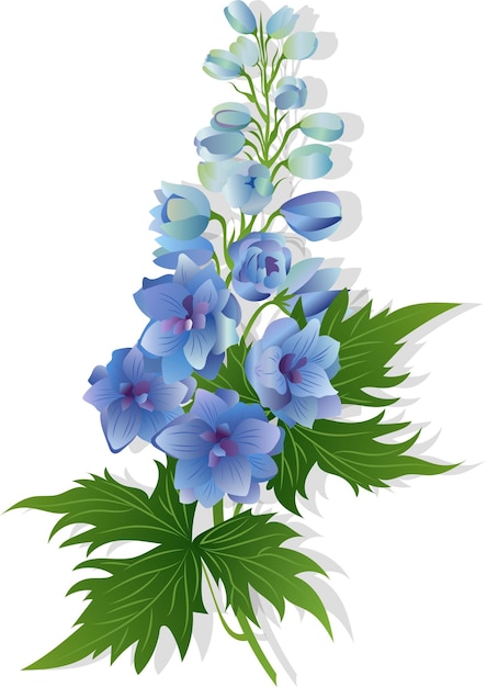 Delphinium Flower on Isolated Background Elegant detailed botanical drawing of wild plant