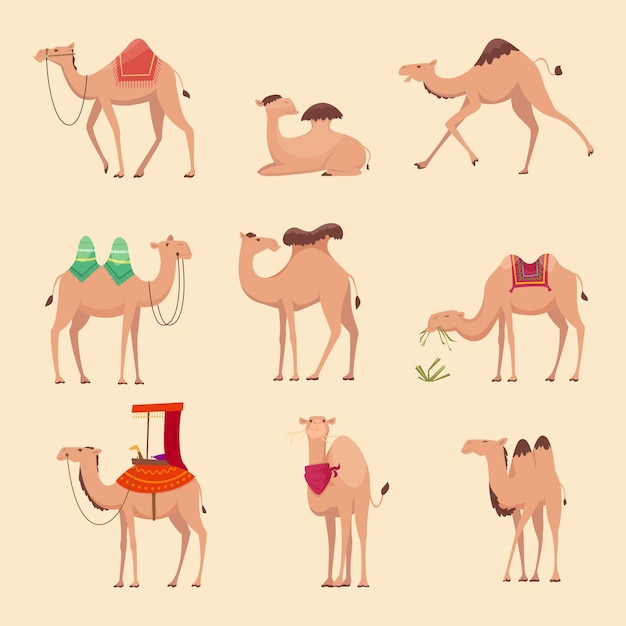 Vector desert camels. african funny animals for travelling across africa or egypt pictures.