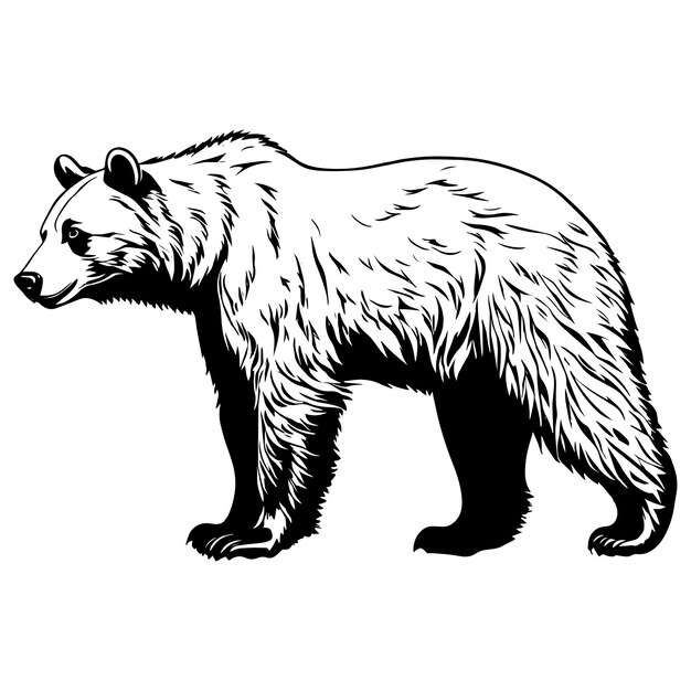 Vector detailed bear illustration standing profile view monochrome vector file wildlife concept