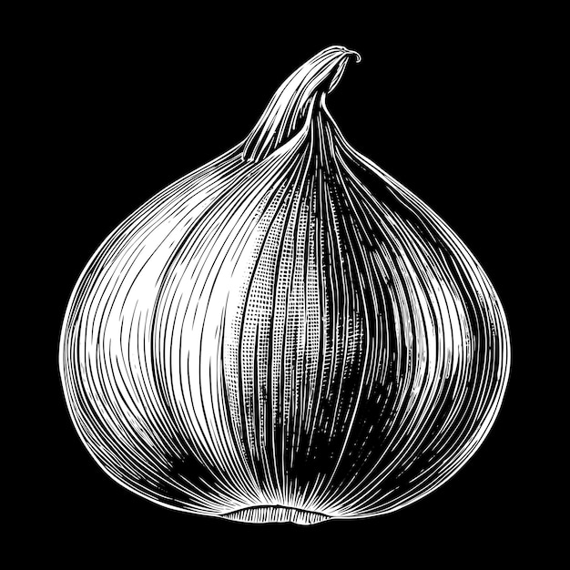 Detailed Black and White Onion Illustration on Solid Background Classic Ink Art Style