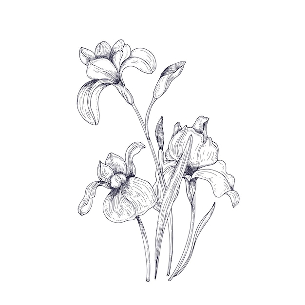 Detailed drawing of spring iris flowers and buds. Seasonal beautiful garden flowering plant isolated on white