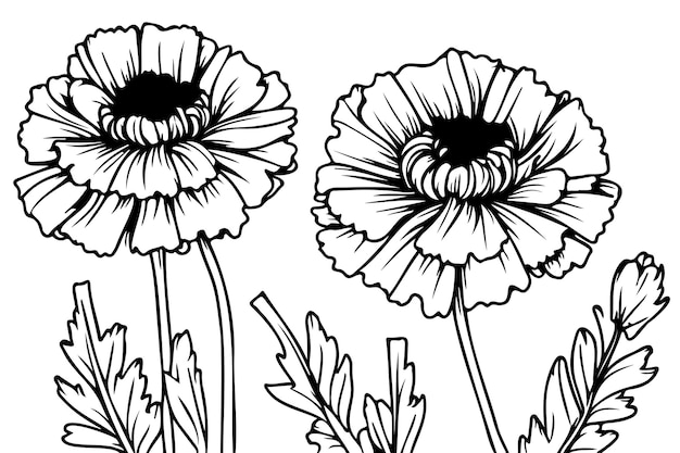 Detailed hand drawn black and white set of marigold illustrations sketch