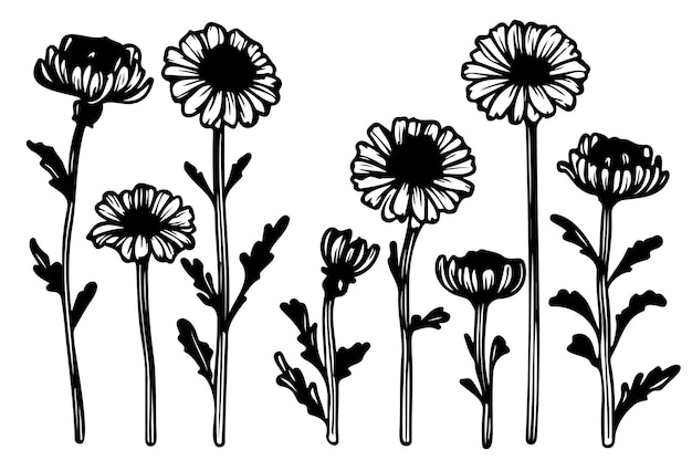 Detailed hand drawn black and white set of marigold illustrations sketch