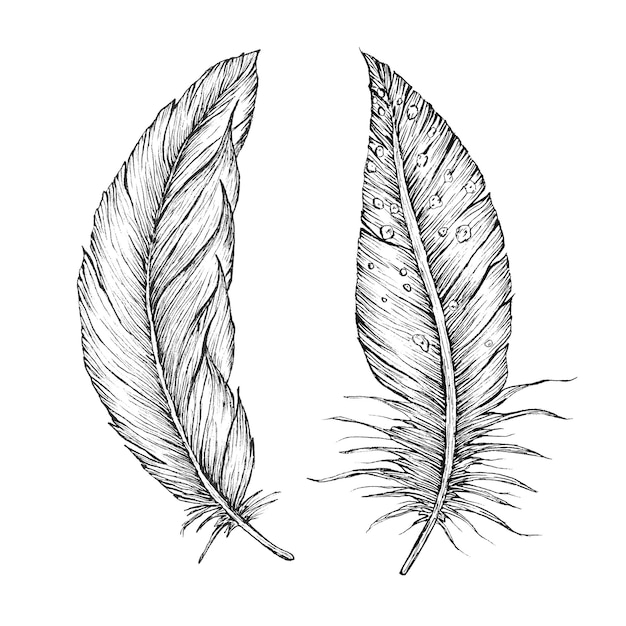 Detailed hand drawn vector feathers