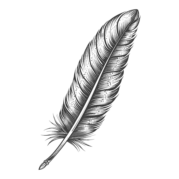 Vector detailed handdrawn feather sketch