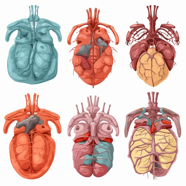 Vector detailed human organs illustration on white background