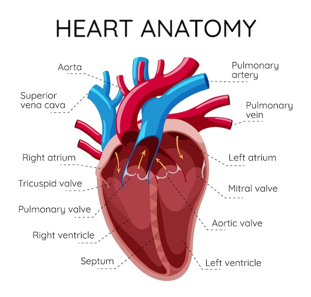 Vector detailed illustration of the anatomy of the human heart and its functions