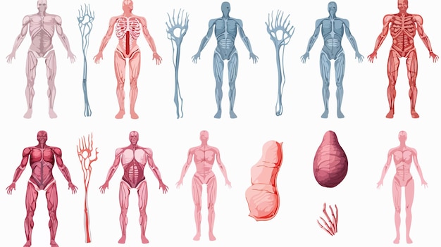 Detailed Illustration of Human Body Parts on White Background