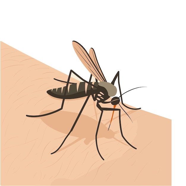 Vector detailed illustration of a mosquito feeding on human skin highlighting its slender body long legs