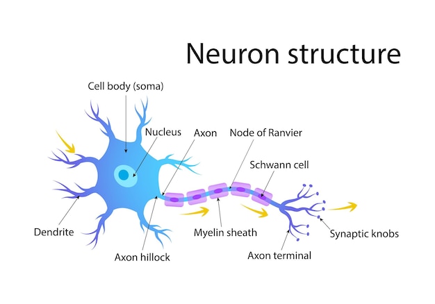 Vector detailed illustration of neuron structure with labeled parts in a colorful diagram vector illustration for educational use