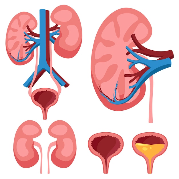 Detailed illustration of urinary system including kidneys ureters and bladder for medical study