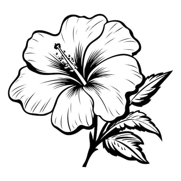 Vector a detailed line art illustration of a hibiscus flower with leaves perfect for adding a touch of tropical beauty to your designs