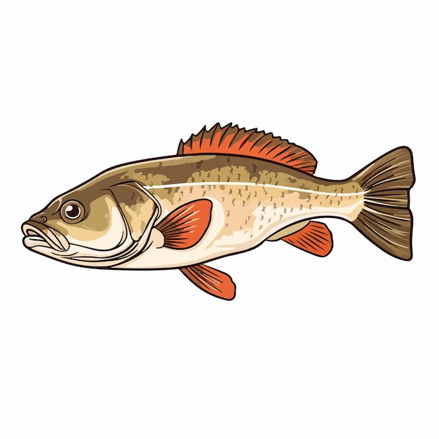 Detailed Pike Perch Fish Vector Illustration Isolated on White Background