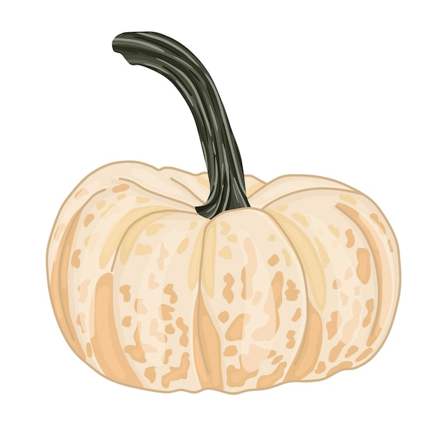 Detailed pumpkin, one colorful vector pumpkin.