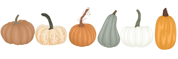 Detailed pumpkins, set of colorful vector pumpkins.