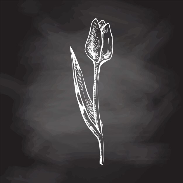 Vector detailed retro style tulip sketch on chalkboard background