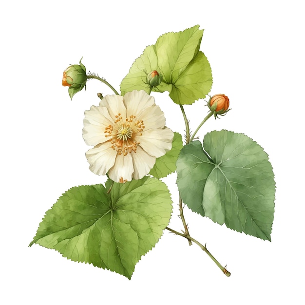 Detailed Striatum Abutilon striatum wholebody Old Engraved Vector Flower