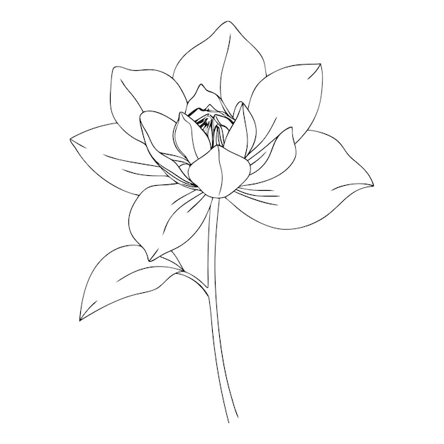 Vector a detailed vector outline of a blooming flower isolated on a pure white background