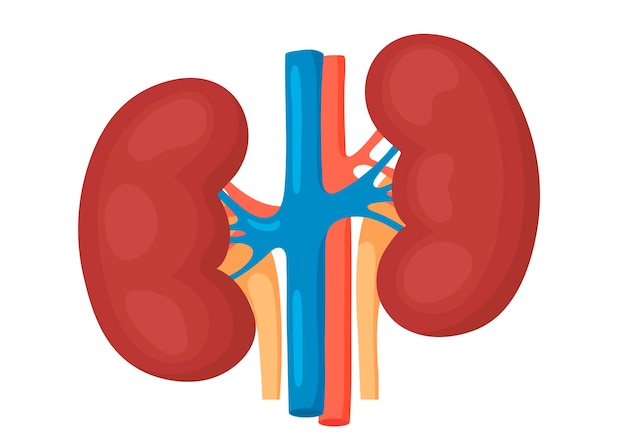 Vector detailed view of the kidneys anatomical and medical vector illustration