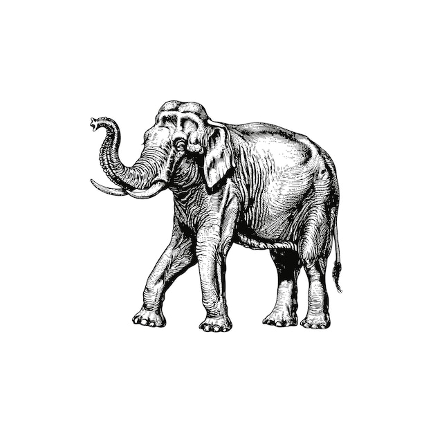 Detailed vintage engraving of a walking elephant Vector illustration design