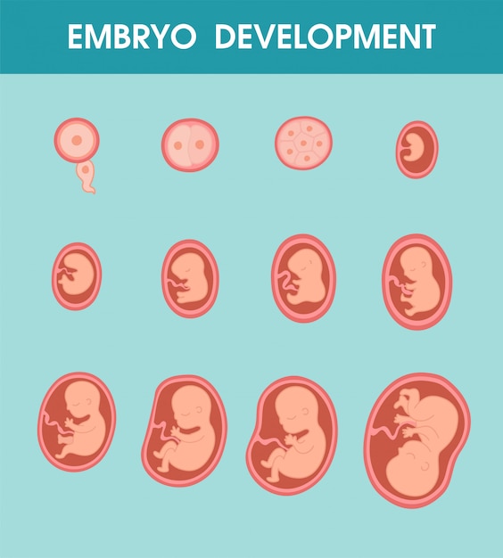 Development of the fetus in the mother's womb until the birth of a newborn baby.