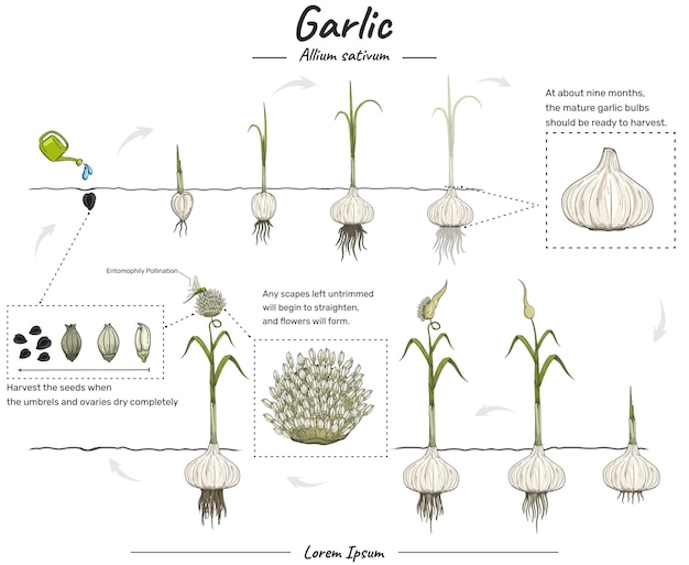 Development of growing Garlic